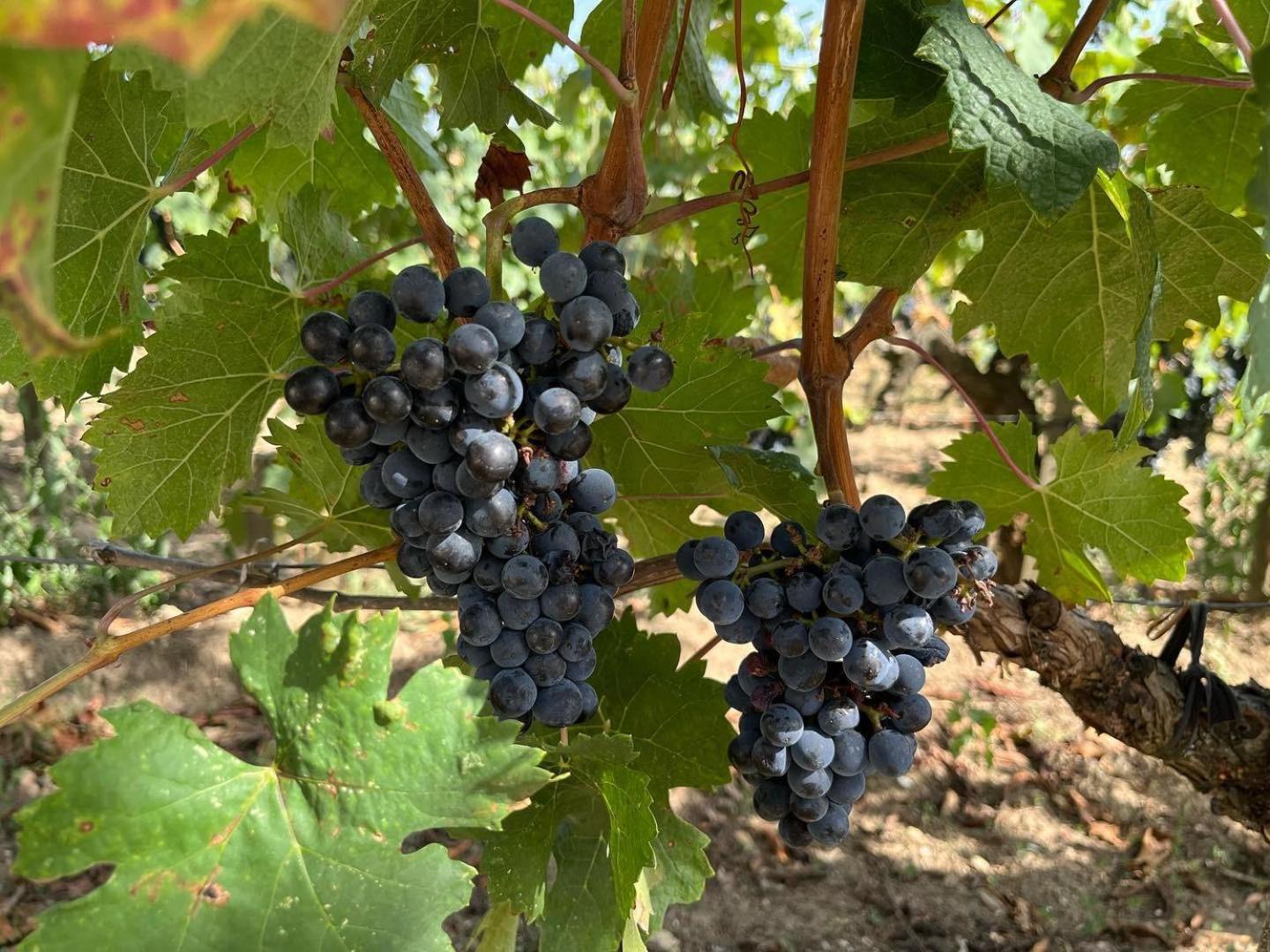 شقة Les Logis Des Vignobles Sainte Emilion En Duplex N 3 Avec Terrasse المظهر الخارجي الصورة